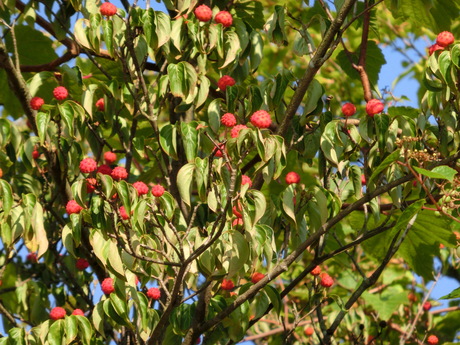 a0203003_824213.jpg