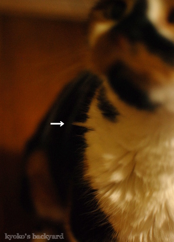 型落ちの冬毛?_b0253205_16255470.jpg