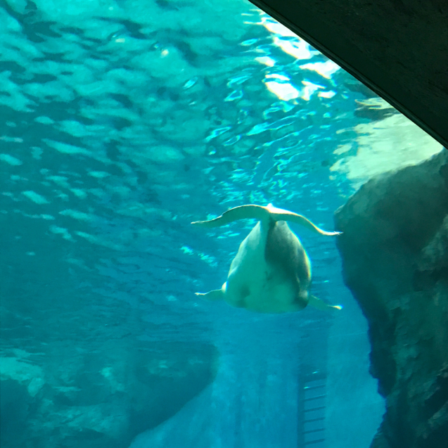 水族館 2_e0366207_21111836.jpg