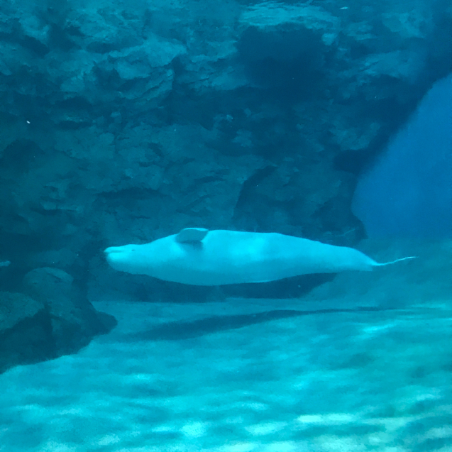 水族館 2_e0366207_21111926.jpg