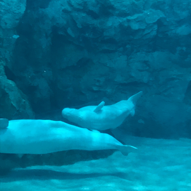 水族館 2_e0366207_21112010.jpg