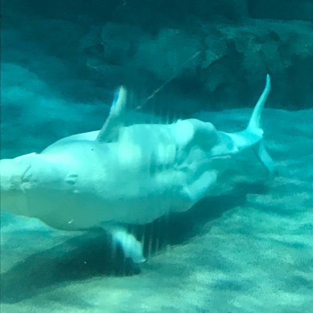 水族館 2_e0366207_21112130.jpg