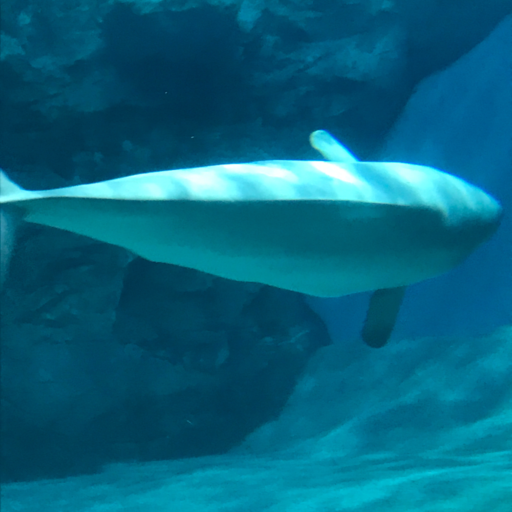 水族館 2_e0366207_21112205.jpg