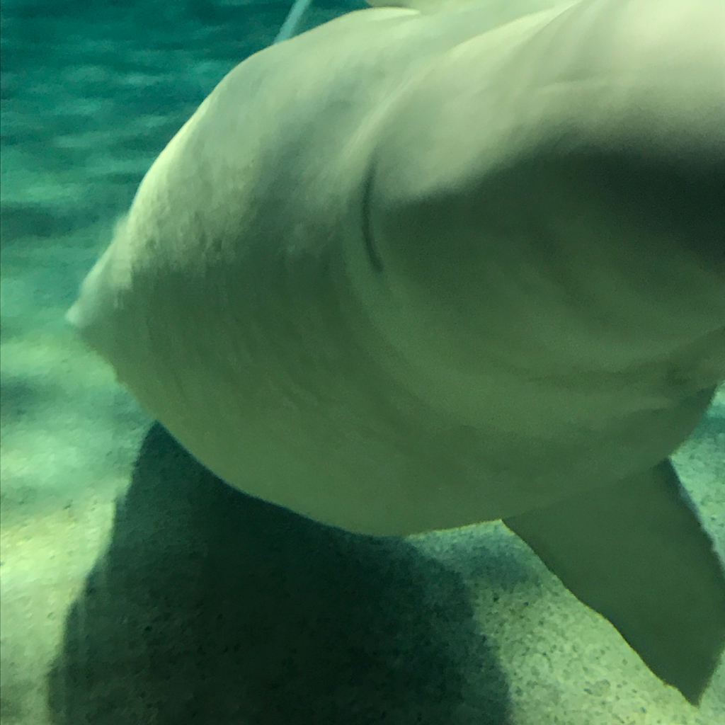 水族館 2_e0366207_21112332.jpg