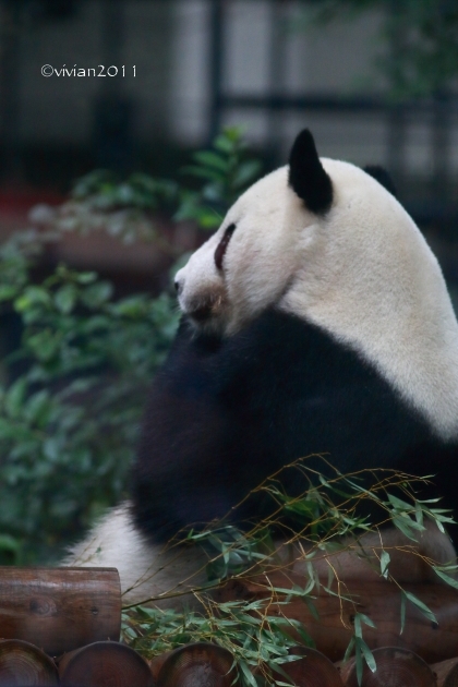 上野動物園　～大人でも一人でも雨でも楽しい～_e0227942_21193562.jpg