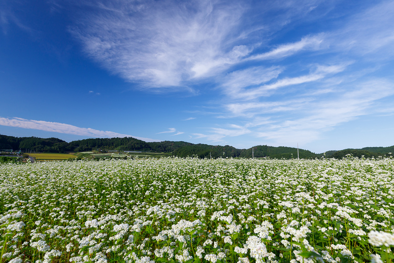 蕎麦の花満開（桜井市・笠）_f0155048_2333449.jpg