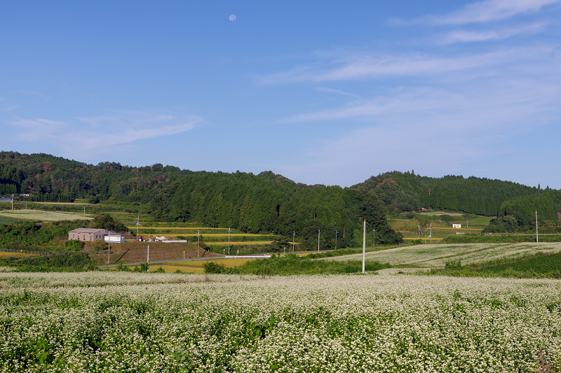 蕎麦の花満開（桜井市・笠）_f0155048_2363495.jpg