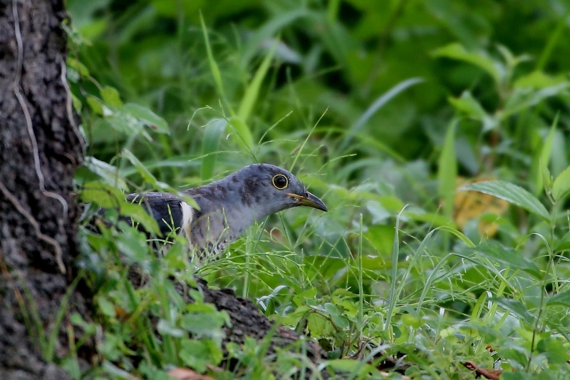 桜の木の根本に降りたツツドリ t hの野鳥写真 桜の木の根本に降りたツツドリ t hの野鳥写真