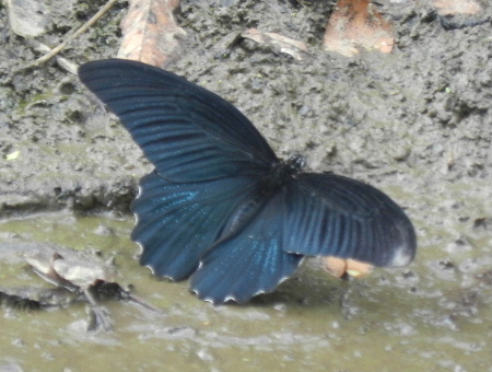 e0172950_21273817.jpg