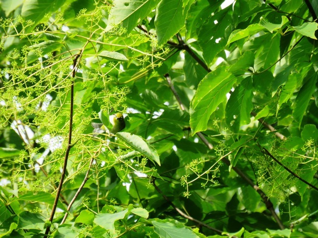 再度公園~森林植物園_b0227552_19335604.jpg
