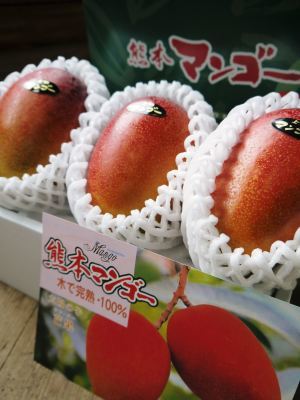 樹上完熟アップルマンゴー 令和4年度完売御礼!今年もたくさんのご注文、誠にありがとうございました!_a0254656_08424832.jpg