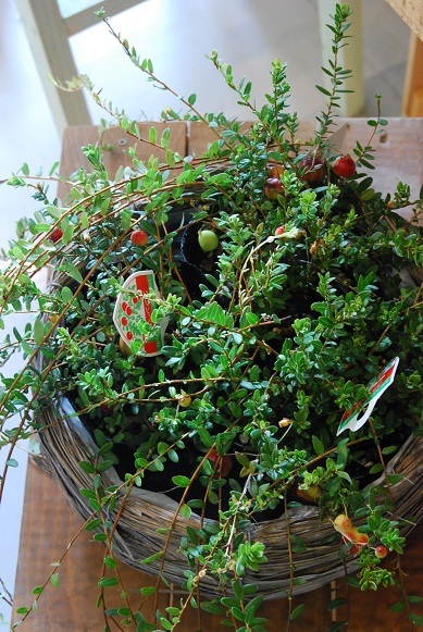 花鉢、花苗、火曜日から入荷しますよ!_a0201358_17260202.jpg
