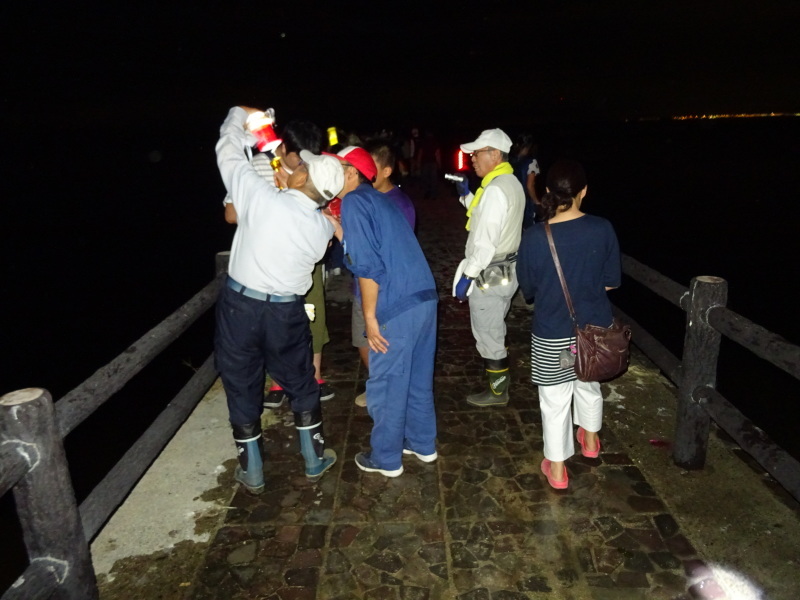 「ウミホタルウオッチング」・・・せんなん里海公園淡輪海水浴場_c0108460_01223910.jpg