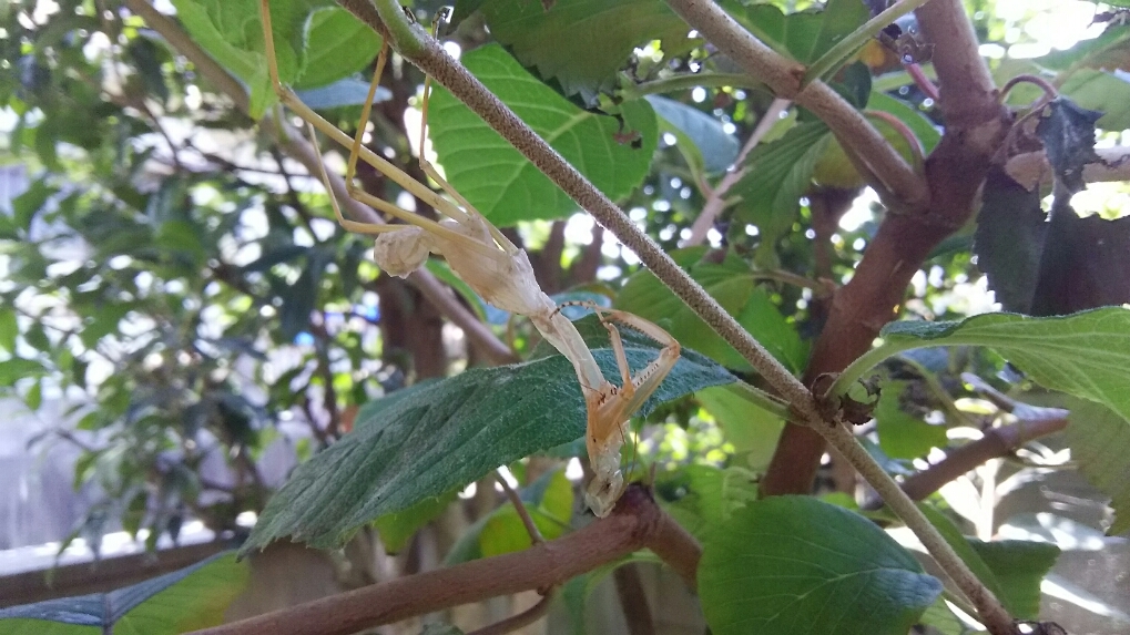 カマキリの脱皮_d0052263_14333056.jpg