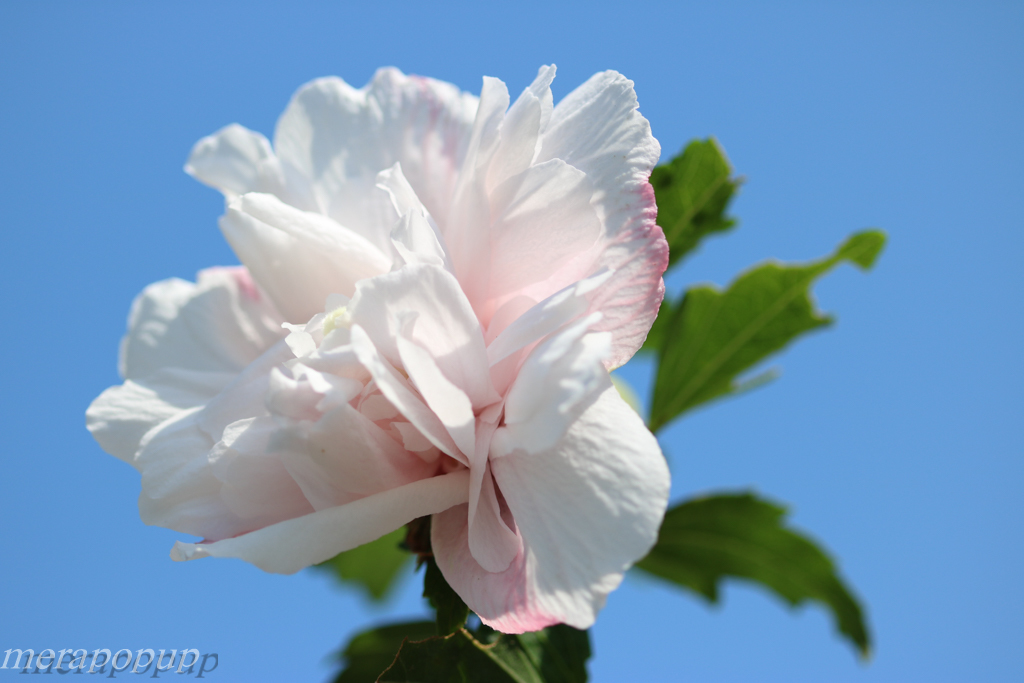 ムクゲ ピンクデライト ピンク八重咲き The Blog Of Meraki ムクゲ ピンクデライト ピンク八重咲き The Blog Of Meraki