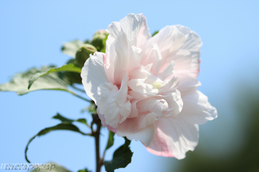 ムクゲ ピンクデライト ピンク八重咲き The Blog Of Meraki