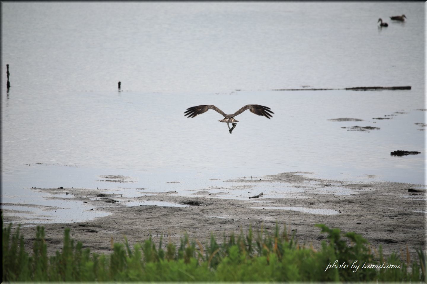 大阪南港野鳥園にて　vol.３_e0351179_16082957.jpg