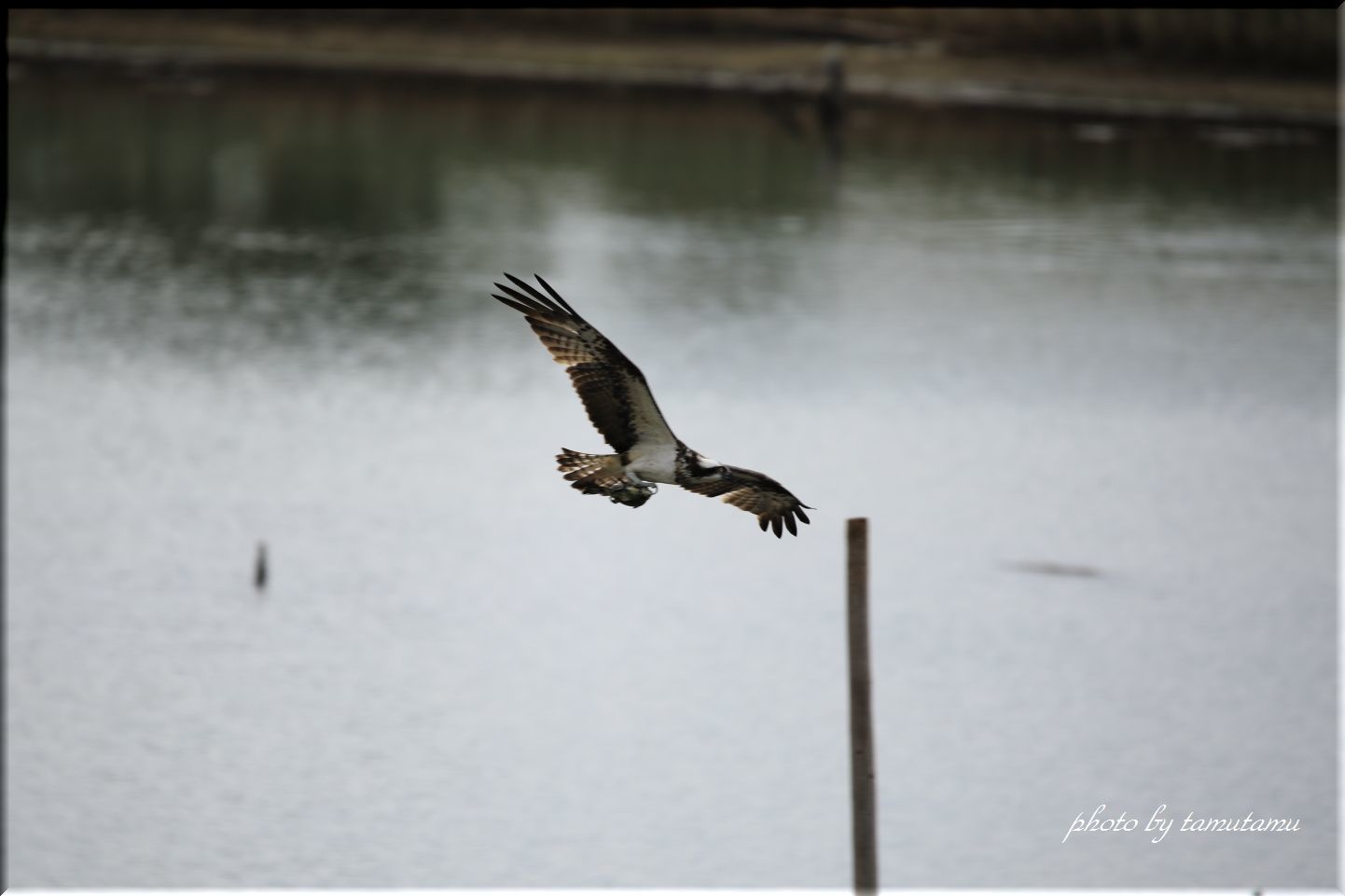 大阪南港野鳥園にて　vol.３_e0351179_16084868.jpg