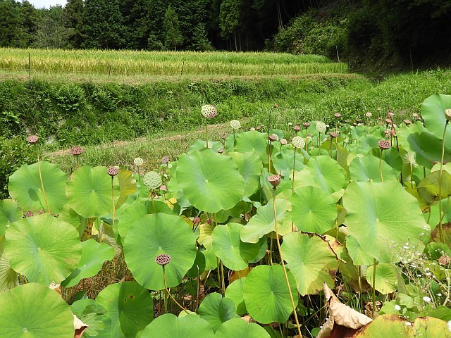 オオルリボシヤンマの産卵（ヒルムシロ池）_f0378979_05594044.jpg