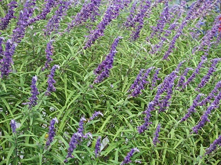 e0130185_19182813.jpg