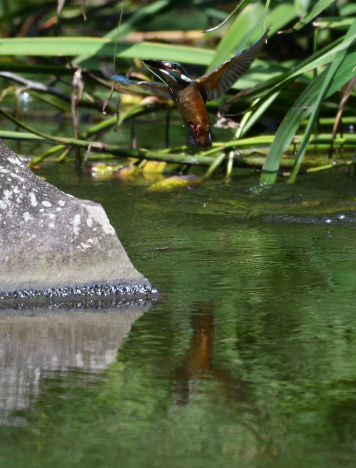 いつもの公園_e0367795_16331028.jpg