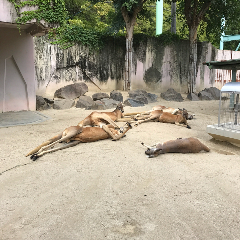 東山動物園の動物たち 〜その3〜_e0178699_16563927.jpg