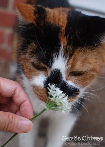 ニラの花と姉妹猫_b0253205_15451121.jpg