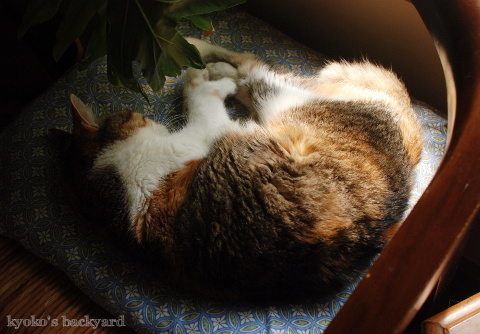 Sandyさん、警戒中・・・_b0253205_16140844.jpg