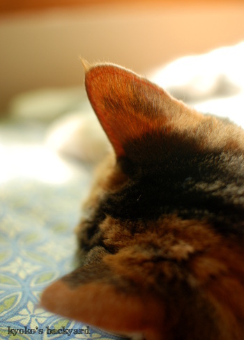 Sandyさん、警戒中・・・_b0253205_16155352.jpg