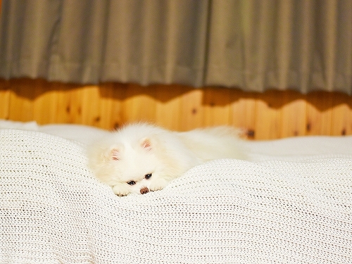 嵐の夜は嫌い_d0360206_23513311.jpg