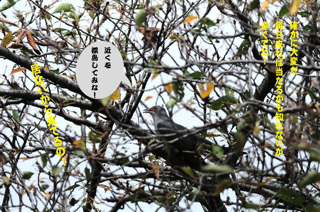 桜の葉が在る内にツツドリへ！_e0309106_16224439.jpg