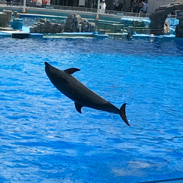 水族館 4_e0366207_11244314.jpg