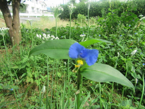 ニラの花と蝶、ニラの効能…2017/9/9_f0231709_23323646.jpg