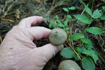 f0360815_17184895.jpg