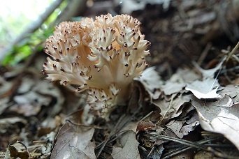 f0360815_17184967.jpg