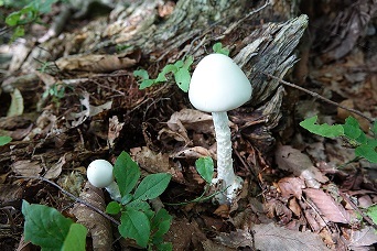 f0360815_17185056.jpg