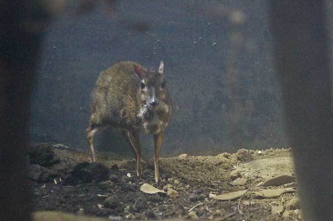 上野・真夏の夜の動物園：ゾウの運動場に入ってみよう～明るい夜の森_b0355317_20500061.jpg