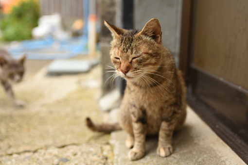 灯台猫たち2017.09.07_b0259218_03021202.jpg