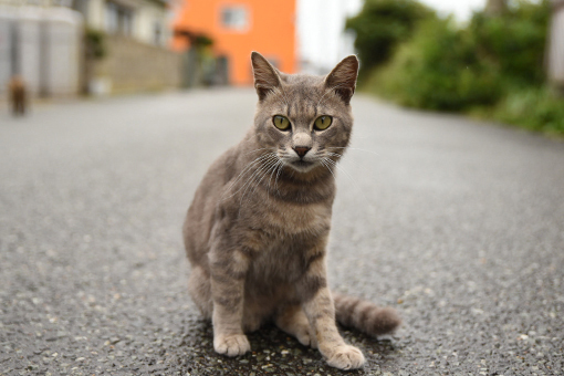 灯台猫たち2017.09.07_b0259218_03022583.jpg