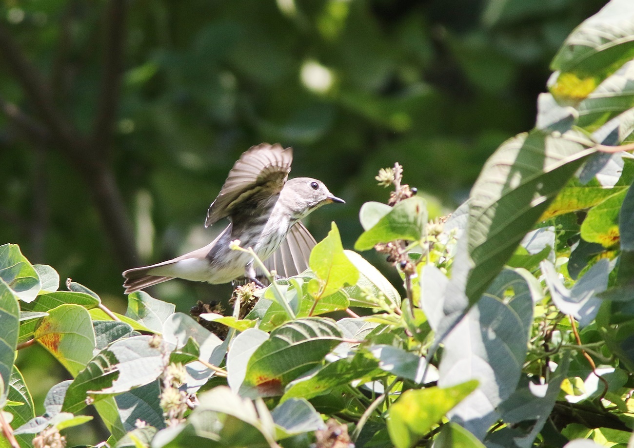 ９月の野鳥（水分峡森林公園）_f0310221_21422649.jpg