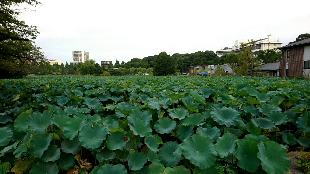 朝の上野公園を散歩_b0237229_11070823.jpg