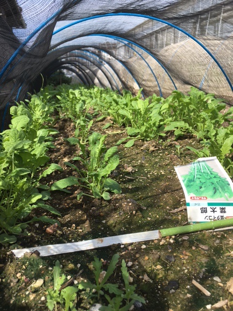 大根菜と菊菜を植えました_a0114348_11181286.jpg