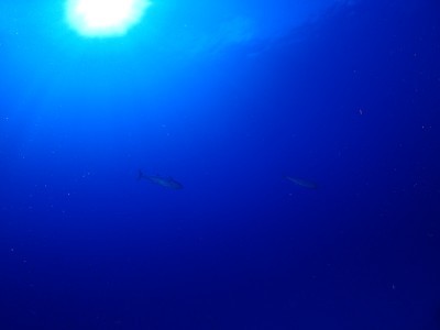 9月11日 イルカ日和!!_d0113459_20433811.jpg