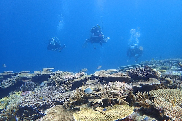 大島海峡へ！奄美大島ダイビング_b0062363_07153912.jpg