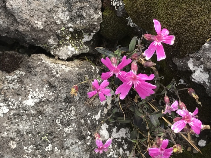 秋山始めは八ヶ岳から 　　天女山~権現岳_e0307372_21494466.jpg