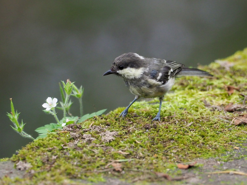 ヒガラの若鳥_f0372177_22561872.jpg