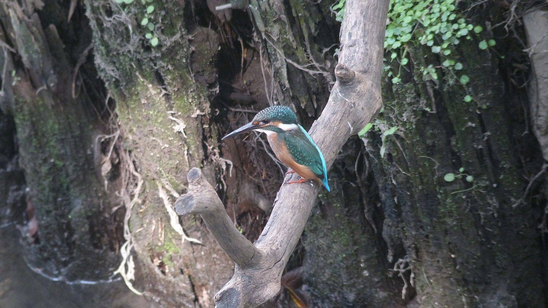 カワセミ幼鳥元気です。_a0185081_10321658.jpg