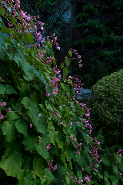 三千院_e0051888_05261475.jpg