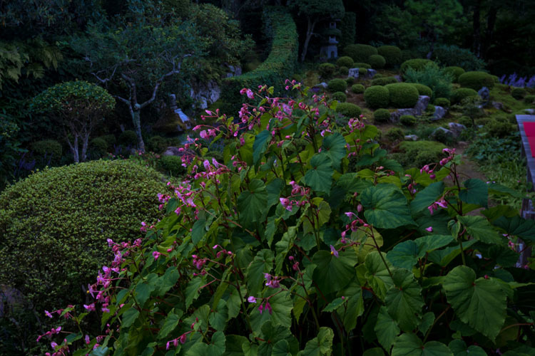 三千院_e0051888_05261482.jpg