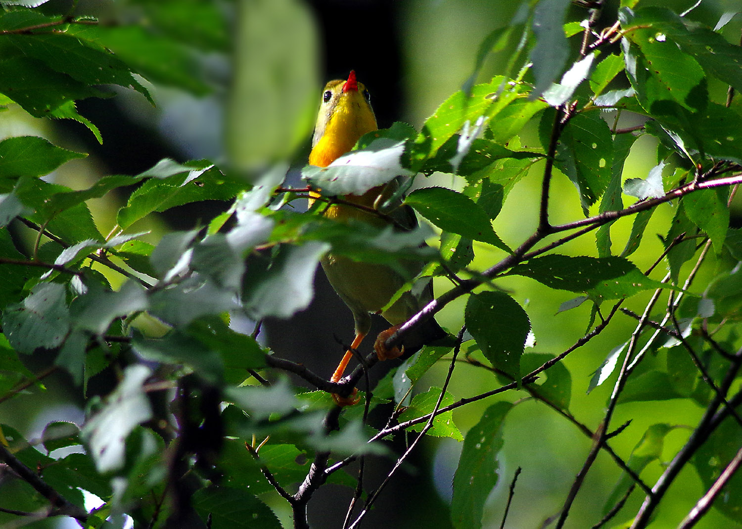 金剛山の野鳥観察_e0254493_1522984.jpg